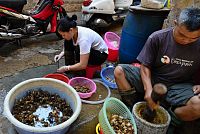 Severní Vietnam: Hanoj - pouliční prodej, roztlučení krabi