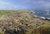 USA Jihozápad: kolonie rypouše severního v Piedras Blancas