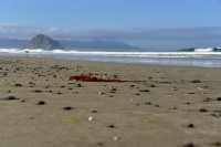 USA Jihozápad: pláž u Morro Bay