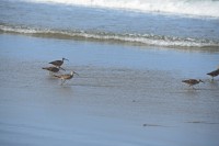 USA Jihozápad: pláž u Morro Bay