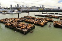 USA Jihozápad: San Francisco - lachtani na Pier 39