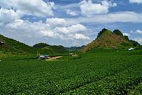 Severní Vietnam: Moc Chau - čajové plantáže