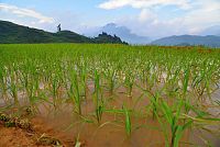 Severní Vietnam: oblast Sapa - po cestě do vesnice Ta Phin, rýže