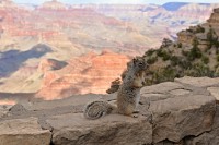 USA - Jihozápad: Grand Canyon - veverka