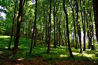 Bílé Karpaty: Velký Lopeník - les na turistické trase od Březové