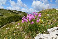 květena Dolomity - trávnička alpská (armeria alpina)