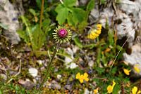 květena Dolomity - bodlák alpský (carduus defloratus)