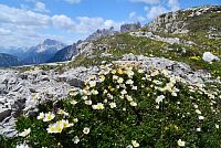 květena Dolomity - dryádka osmiplátečná (dryas octopetala)