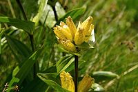 květena Dolomity - hořec tečkovaný (gentiana punctata)