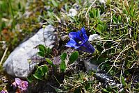 květena Dolomity - hořec bezlodyžný (gentiana acaulis)