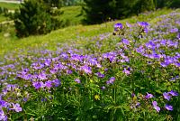 květena Dolomity - kakost lesní (geranium sylvaticum)