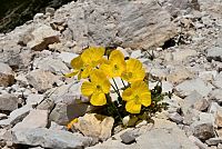 květena Dolomity - mák (papaver alpinum rhaeticum)