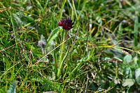 květena Dolomity - temnohlávek černý (nigritella rhellicani)