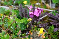 květena Dolomity - všivec přeslenitý (pedicularis verticillata)