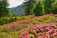 květena Dolomity - pěnišník rezavý (rhododendron ferrugineum)
