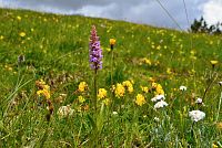 květena Dolomity - pětiprstka žežulník (gymnadenia conopsea)