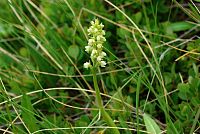 květena Dolomity - běloprstka bělavá (pseudorchis albida)