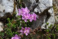 květena Dolomity - růžokeřník cistovitý (rhodothamnus chamaecistus)