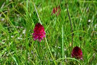 květena Dolomity - temnohlávek červený (nigritella rubra)