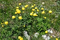 květena Dolomity - upolín nejvyšší (trollius altissimus)