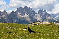 Itálie - Dolomity: Monte Piana - kavče žlutozobé