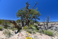 USA Jihozápad: National monument Natural Bridges