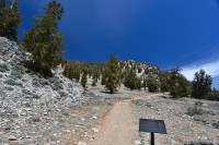 USA Jihozápad: White Mountains - Ancient Bristlecone Pine Forest