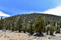 USA Jihozápad: White Mountains - Ancient Bristlecone Pine Forest