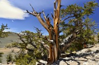 USA Jihozápad: White Mountains - Ancient Bristlecone Pine Forest - borovice dlouhověká
