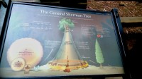 USA Jihozápad: Sequoia - General Sherman Tree