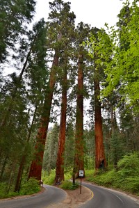 USA Jihozápad: Sequoia - Four Guardsmen sequoia group