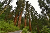 USA Jihozápad: Sequoia - Four Guardsmen sequoia group