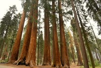 USA Jihozápad: Sequoia - Parker Group