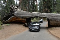 USA Jihozápad: Sequoia - Tunnel Log