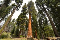 USA Jihozápad: Sequoia