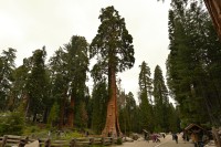 USA Jihozápad: Sequoia - u Giant Forest Museum