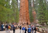 USA Jihozápad: Sequoia - General Sherman Tree