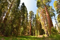 USA Jihozápad: Kings Canyon - Grant Grove