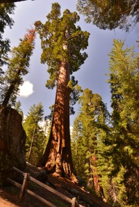 USA Jihozápad: Kings Canyon - Grant Grove - General Grant Tree