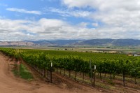 USA Jihozápad: vinohrady u Pinnacles