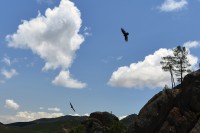 USA Jihozápad: Pinnacles - kondor krocanovitý (angl. Turkey Vulvure, lat. Cathartes aura)