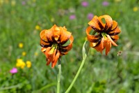 Černá Hora - Durmitor: lilie albánská (Lilium albanicum)