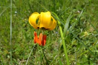 Černá Hora - Durmitor: lilie albánská (Lilium albanicum)