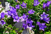 Černá Hora - Durmitor: modroušek (Edraianthus)