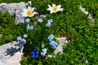Černá Hora - Durmitor: dryádka osmiplátečná (Dryas octopetala)