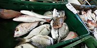 Chorvatsko: Šibenik - ryby na trhu