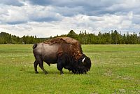 USA Severozápad: bizon v Národním parku Yellowstone