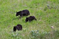 USA Severozápad: medvědi baribalové v Národním parku Yellowstone