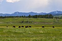 USA Severozápad: Národní park Grand Teton, bizoni na planině u silnice směrem do NP Yellowstone