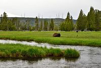 USA Severozápad: Národní park Yellowstone, Fountain Flat - bizoni
